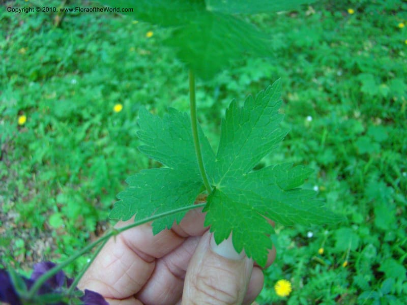 Geranium phaeum, C. Davidson 112037--Slovenia,Gorenska Region, Kamniska Bistrica, 19 May 2008 017 (4).jpg