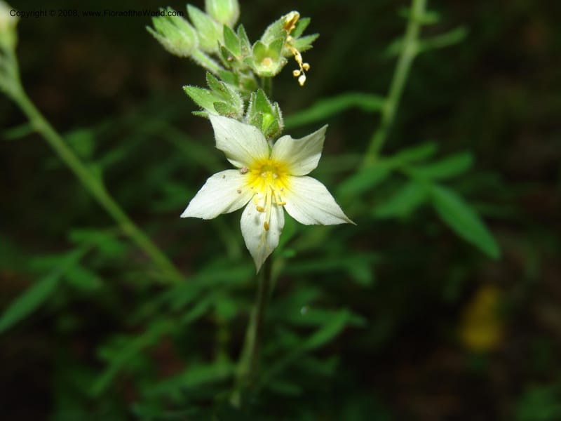 Polemonium foliosissimum v. flavum--AZ. Coconino Co. Oak Cr Canyon. W Fork Trail 108. 4 Sep 04. 126.jpg