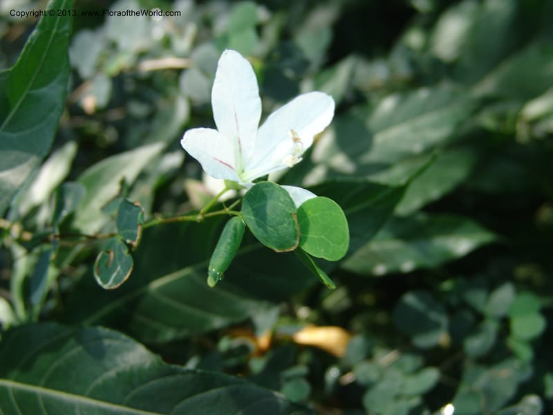Bauhinia natalensis--So.Africa. Lowveld Nat. Bot. Gard. 14 Mch 05. 281.jpg