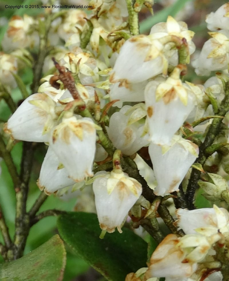 Pieris floribunda, Davidson, C 12956--North Carolina. Trans. Co. Devil's Courthouse View. 12 May 2015. DSC04151 (11).JPG