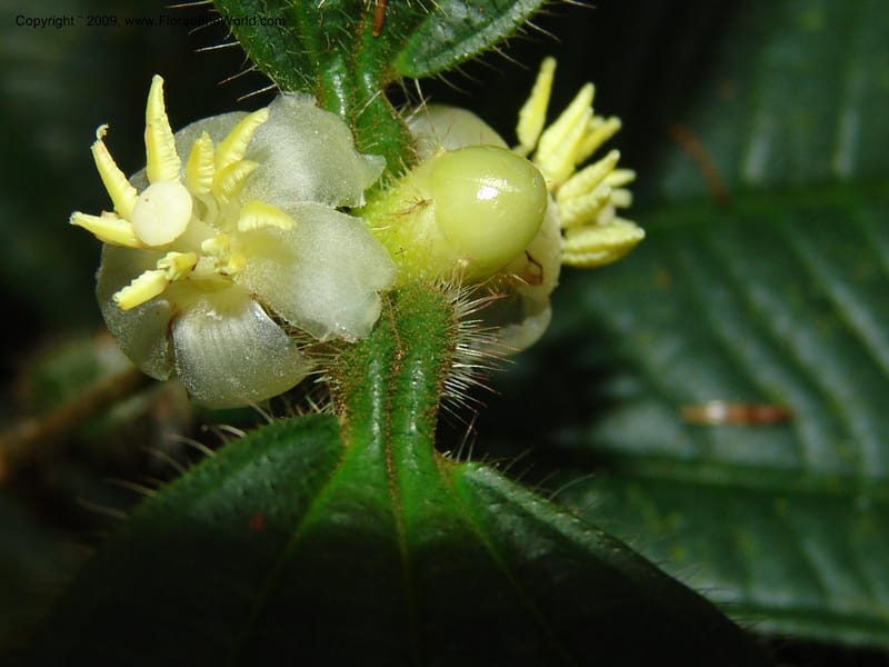 Tococa, DNeill15936--Ecuador. Prv. Zam. Ch. C del Condor. Wawaime plot. 22 Sep 07. 181.jpg
