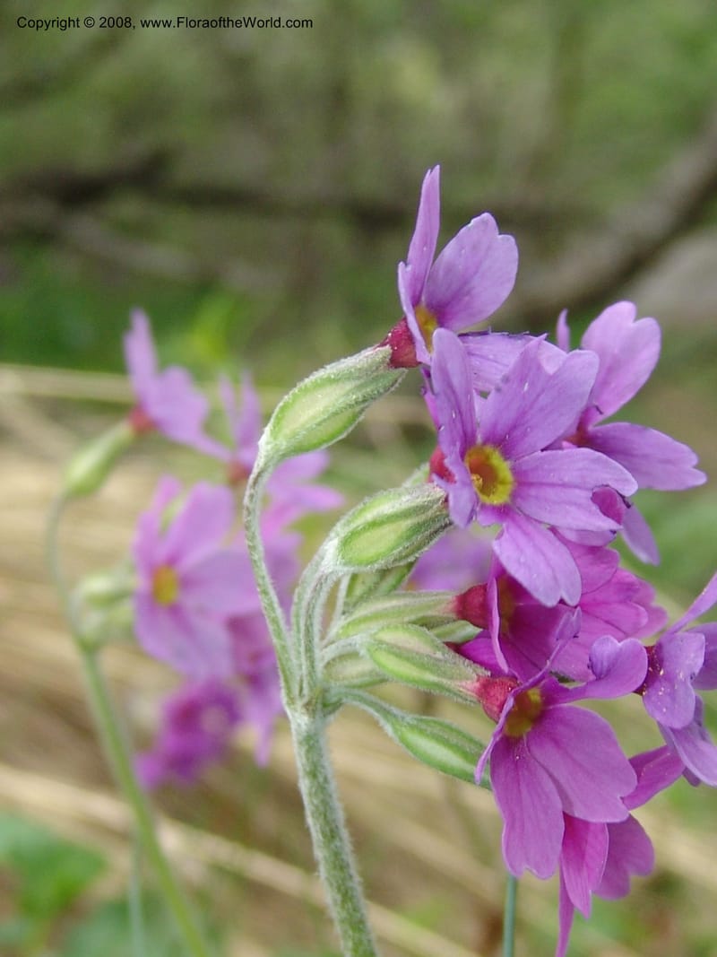 Primula amoena--Georgia. Kazbeki . Trail-road to Sameba Church. 2 Jun 05. 245.jpg