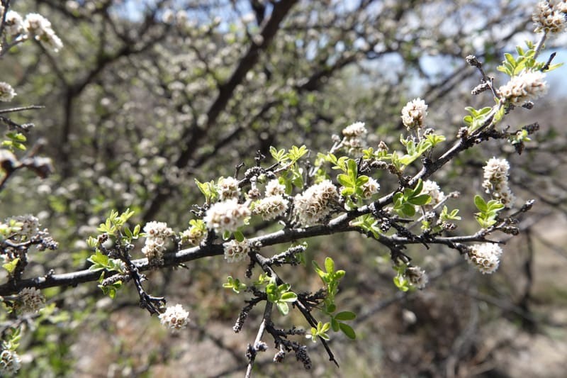 Rhus microphylla, C. Davidson 13990--AZ. Cochise Co. Hwy 80 SE of Tombstone. 9 April 2019. DSC07192 (29).JPG