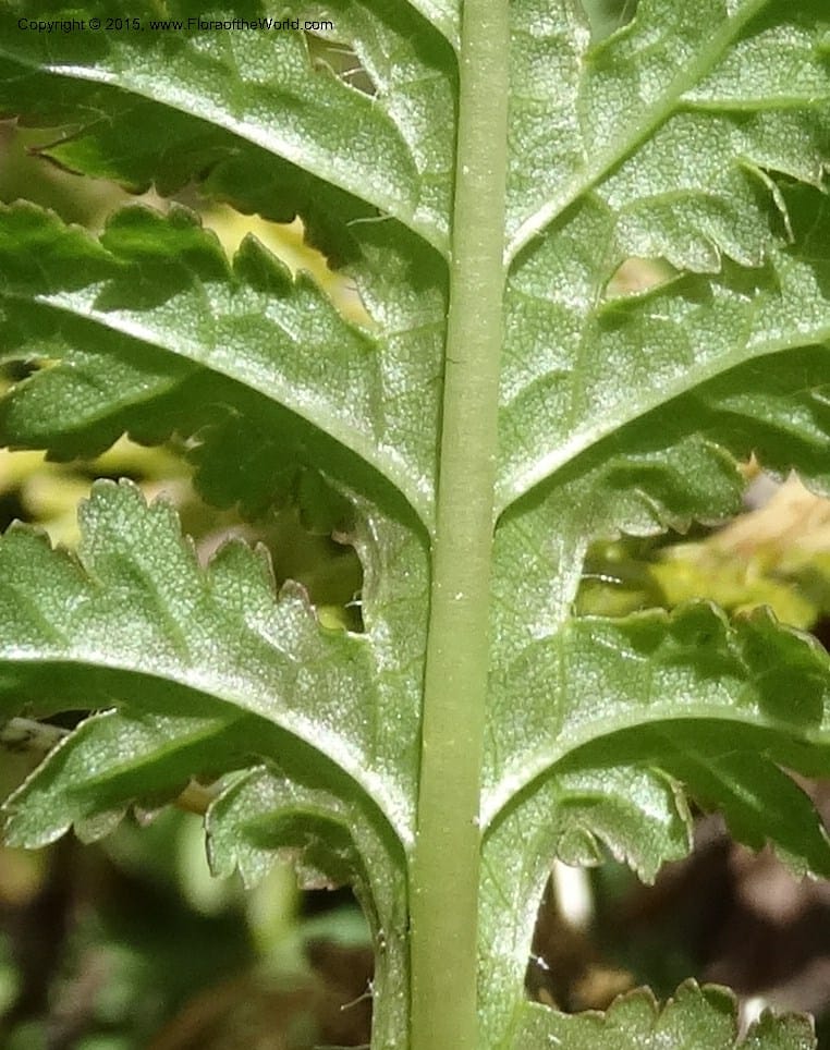 Pedicularis canadensis, Davidson, C 12963--North Carolina. Trans. Co. NC 215 and BRP. 12 May 2015. DSC04292 (58).JPG