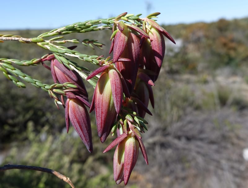 Darwinia speciosa, Davidson, C 13415--Australia. Kingia locality. 23 Oct 2016. DSC04566 (115).JPG