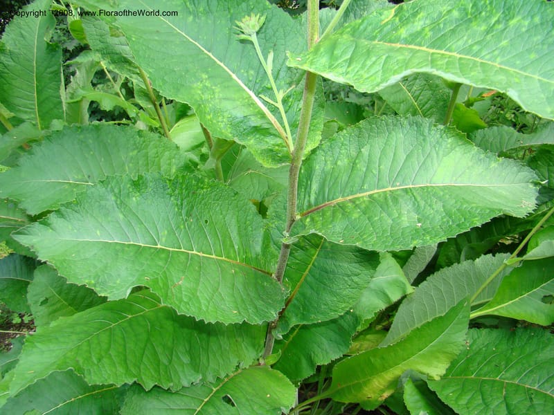 Inula magnifica--Slovenia. Ljubljana. University Botanical Garden. 7 Jul 08. 104.jpg
