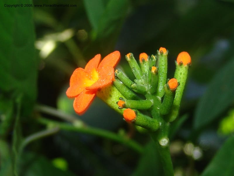 Psiguria warscewiczii--Costa Rica. Prov. Limon. La Selva Biol. Sta. 5 Nov 05. 189.jpg