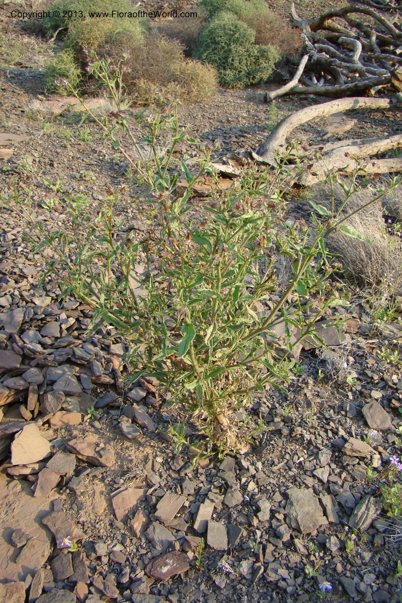 Trichodesma, C. Davidson 11554--South Africa. Northern Cape. Toward Gannabos. 25 Aug 09. 070.jpg