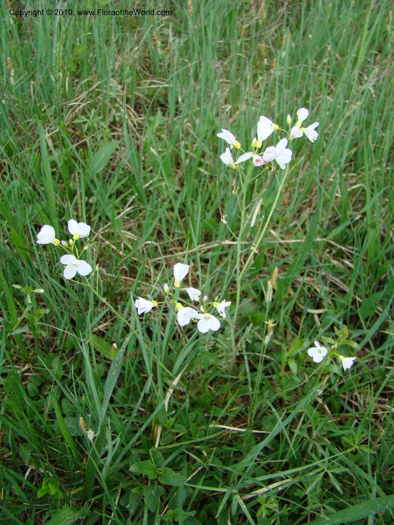 Rorippa, C. Davidson 11200--Slovenia, Notranjska Region, Meadow near Planina at Unica River, 16 May 2008018 (10).jpg