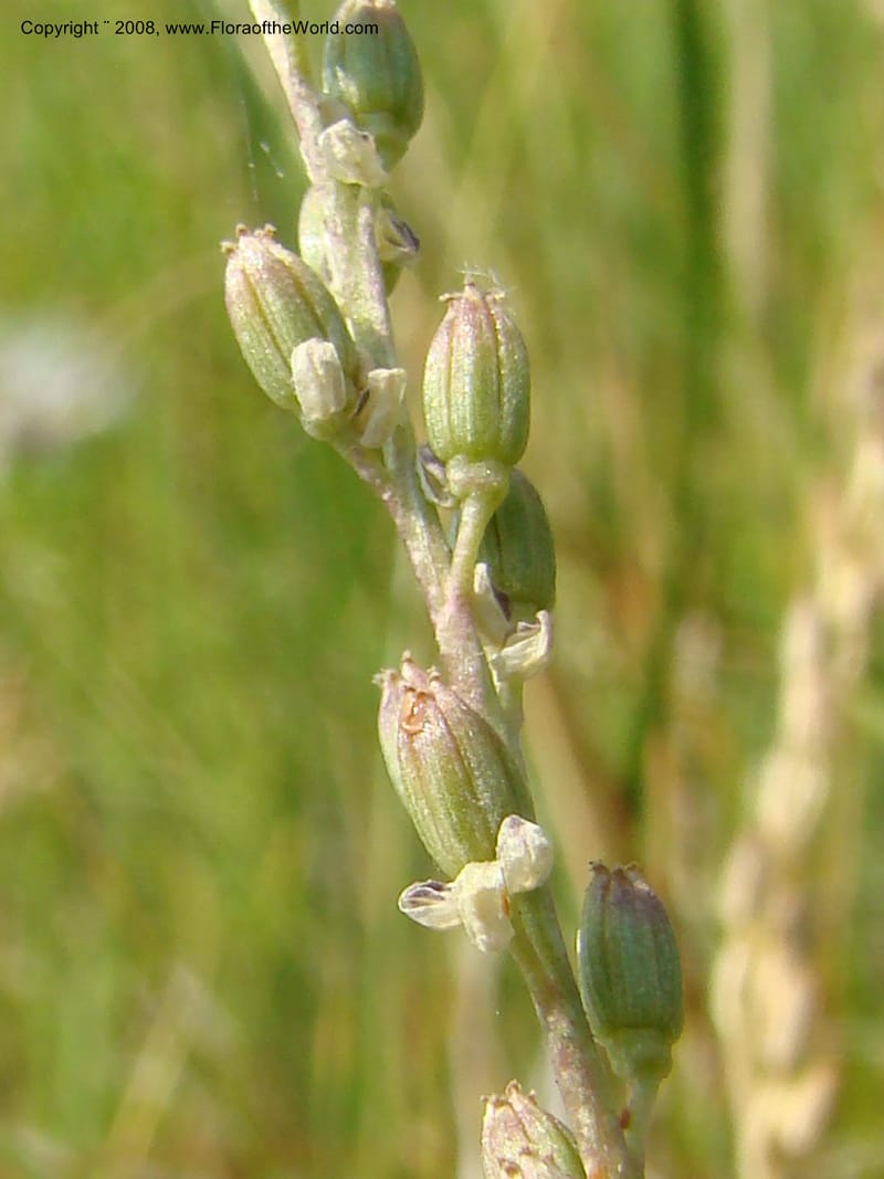 OR. Malheur Co. 10 km W of Rome on Hwy 95. 16 Jul 08. 039.jpg