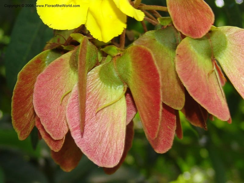 Acridocarpus natalitica--So. Africa. Lowveld Nat. Bot. Gard. 14 Mch 05. 425.jpg