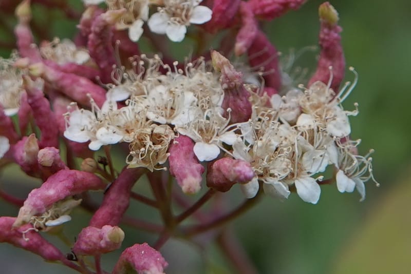 Spiraea lucida, C. Davidson 13833--ID. Shoshone Co. Freezeout Rd. FR 301. 10 Jul 2018. DSC06582 (60).JPG