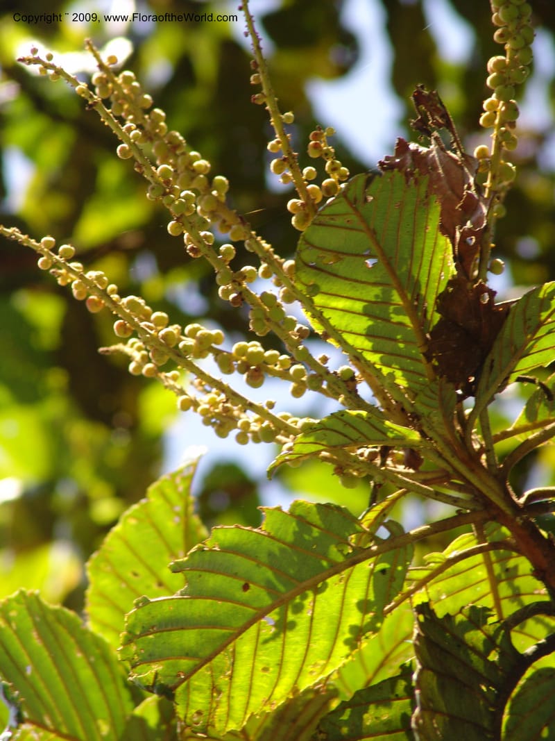 Clethra, Croat94765--Ecuador. Prov. Carchi. El Chical, twd El Carmen. 17 Feb 05. 034.jpg
