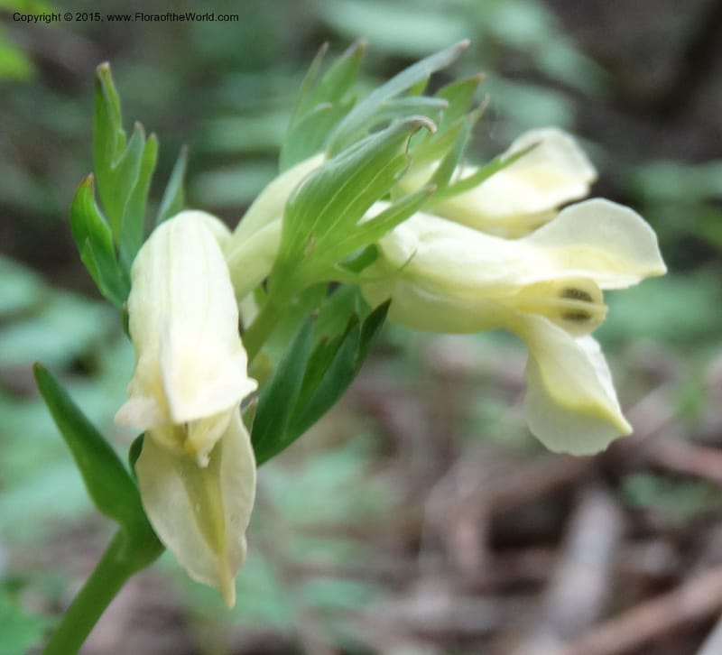 Corydalis, Not collected--China. Sichuan. ShaShiDuo. 8 May 2014. DSC04232 (135).JPG