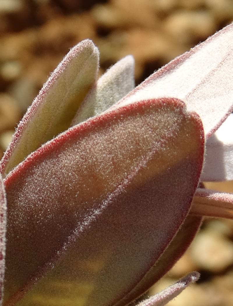 Gossia alaternoides, Callmander, M 1273--New Caledonia. PinPin. 20 Nov 2015. DSC03938 (372).JPG