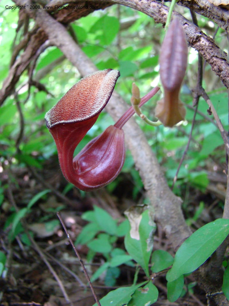 Aristolochia maxima, NMartinezM2422--MX. Chiapas. Jiquipilas. Cerro el Campanario. 14 Sep 08. 069.jpg