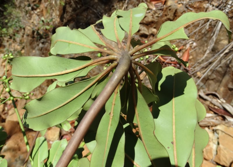 Plerandra polydactylis, Lowry, P 7420--New Caledonia. PinPin. 20 Nov 2015. DSC03938 (125).JPG