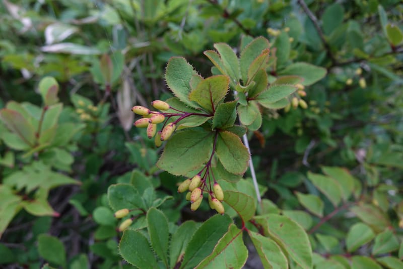Berberis--Japan. Hokkaido. Teshio Exptl. For. 3 Aug 2016. DSC00757 (134).JPG