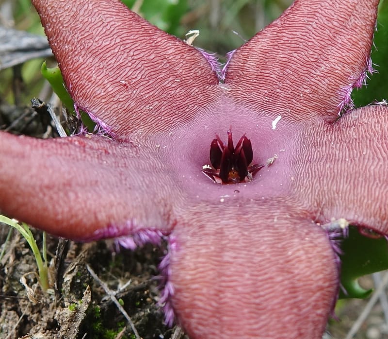 Stapelia schinzii, not. coll.--Namibia. Hwy D2859. Odom 418. 30 March 2018. DSC04324 (234).JPG