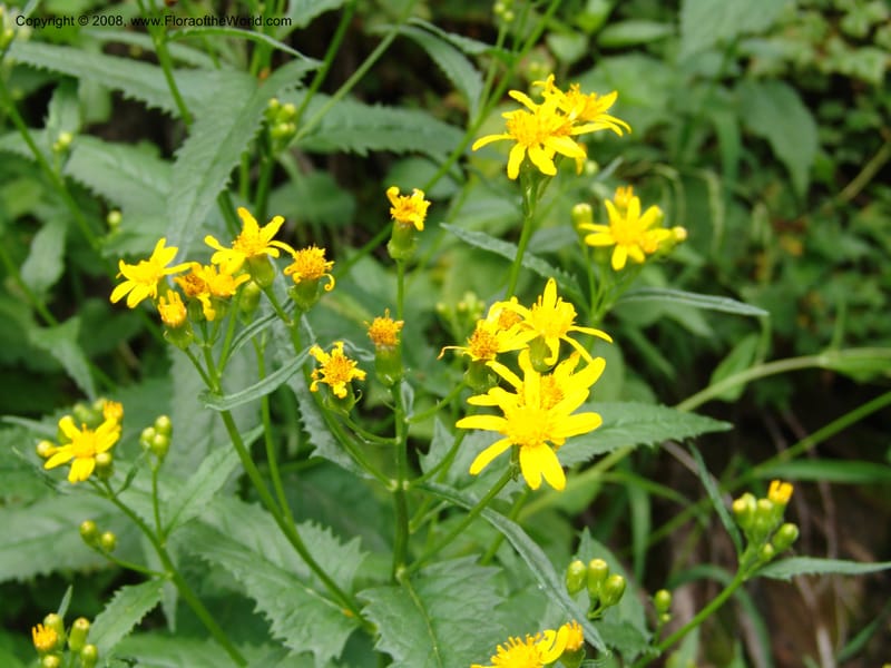 Senecio triangularis, CDavidson11114--ID. Adams Co. For. Serv. Rd. 453, to Goose Lk. 20 Jul 07. 130.jpg