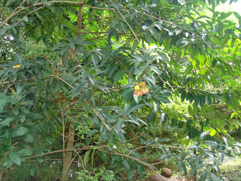 Acridocarpus natalitica--So. Africa. Lowveld Nat. Bot. Gard. 14 Mch 05. 427.jpg