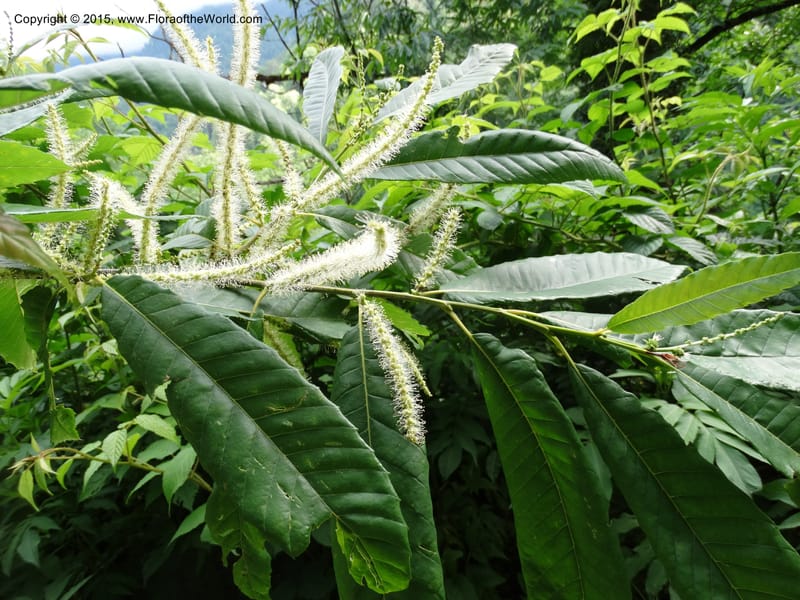 Flowering branch with long catkins and toothed leaves