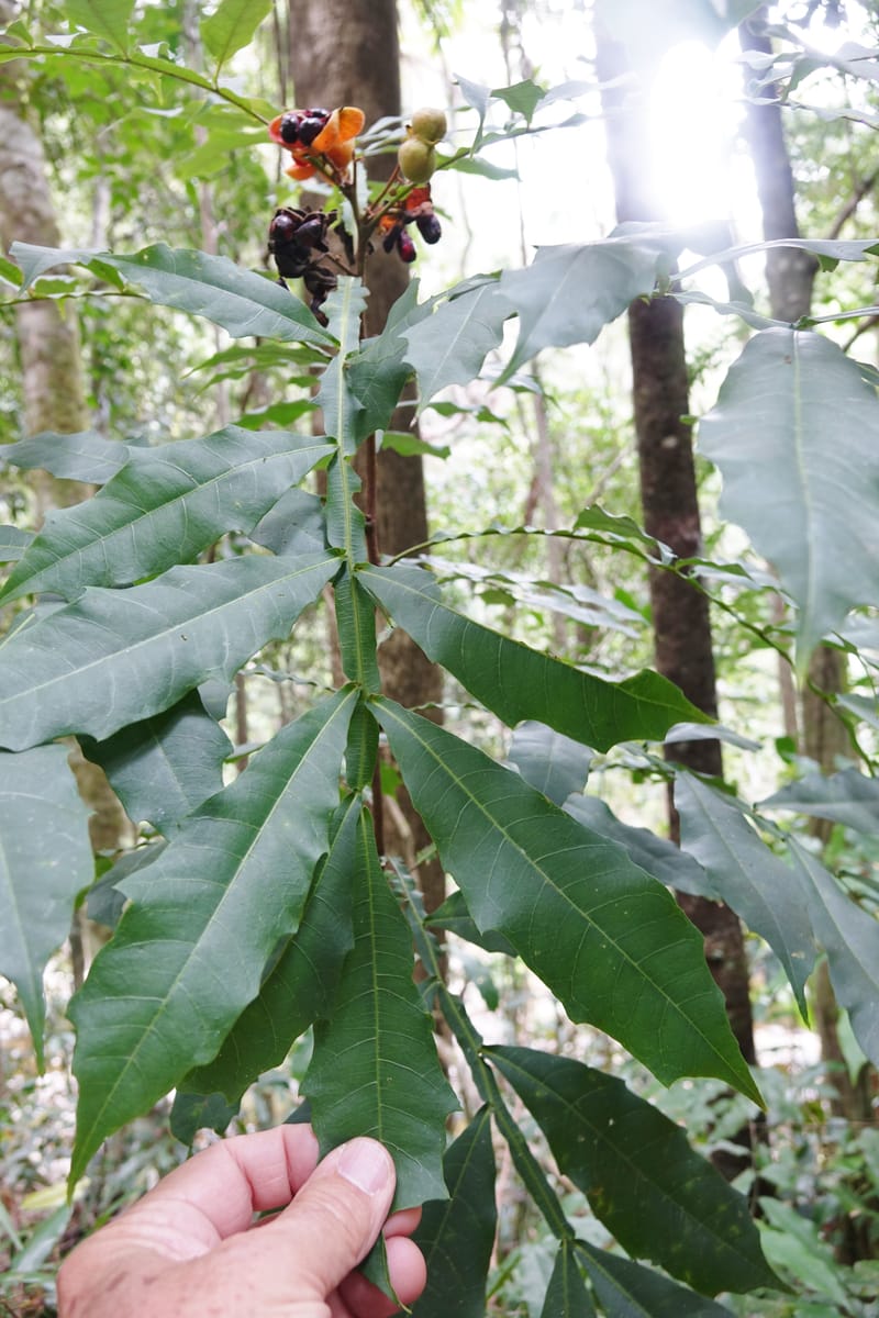Harpullia alata, Davidson, C 13345--Australia. Qld. Austinville Rd. Mudgeeraba Cr. 17 Oct 2017. DSC02766 (212).JPG