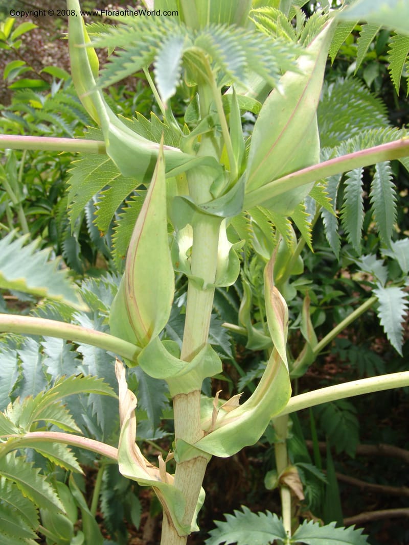 Melianthus--CA. San Francisco Arbor. 3 Jul 07. 262.jpg