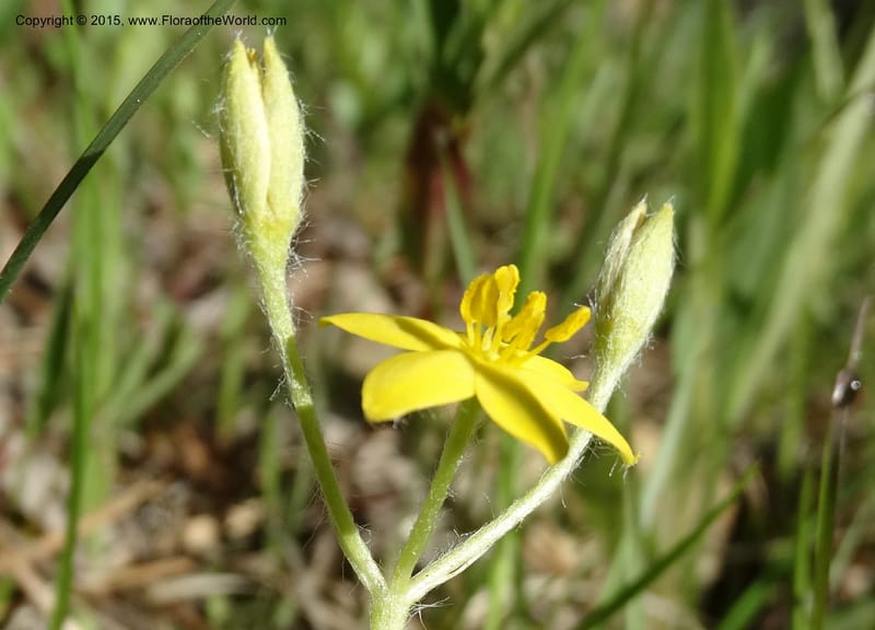 Hypoxis hirsuta, Davidson, C 12977--North Carolina. Clay Co. Buck Cr. 13 May 2015. DSC04619 (115).JPG