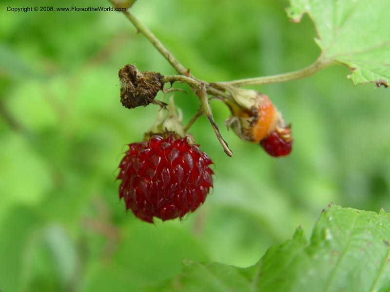 Rubus--Japan. Honshu. Shiga Pref. Ibukiyama. 18 Jul 03. 013.jpg