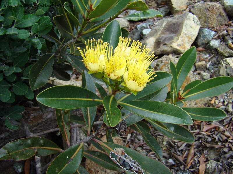 Xanthostemon, JMunzinger4732--New Caledonia. Poum Mine. 13 Nov 07. 024.jpg