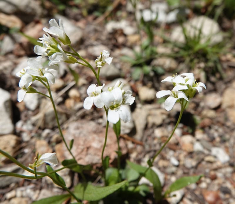 Arabis nuttallii, C. Davidson 14036--ID, Valley Co. Elkl Summit. 18 July 2019. DSC00995 (6).JPG