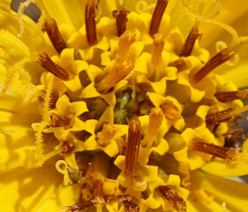 Balsamorhiza incana, C. Davidson 13776--Oregon. Wallowa Co. Trail Cr. Rd. Stop 1. 5 Jun 2018. DSC04910 (19).JPG
