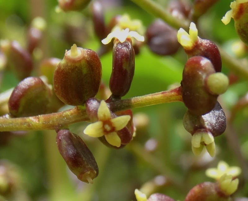 Polyscias joskei, Plunkett, C 3177--Fiji. Delaikoro Mtn. 3 Nov 2015. DSC08393 (54).JPG