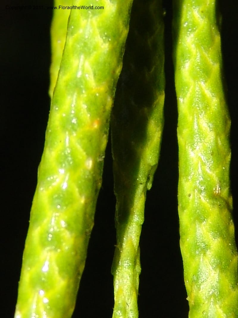 Lycopodium, M. Asanza N. 1994--Ecuador. Prov. Zam. Ch. Podocarpus N. Pk. 26 Sep 07. 151 (3).jpg