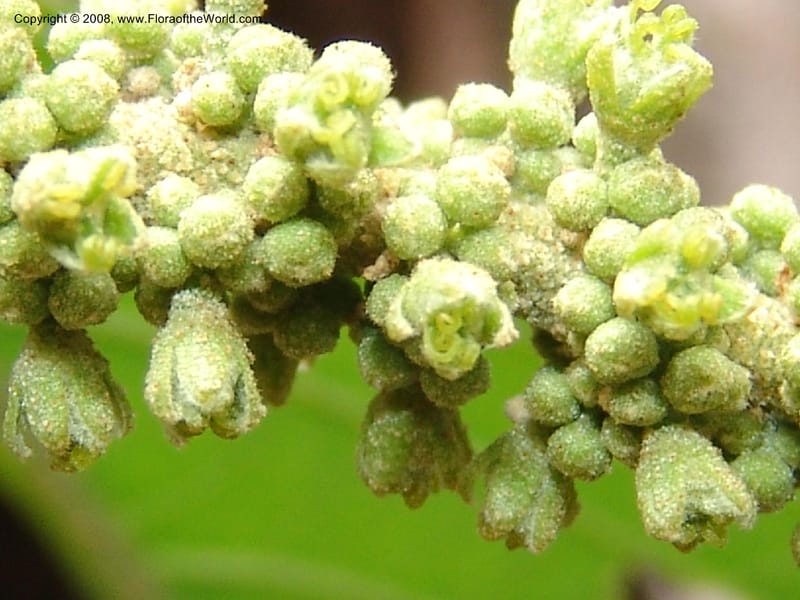 Croton, RVasquez32971--Peru. Pillcopata. Qbda Pini Pini. 29 Oct 07. 199.jpg
