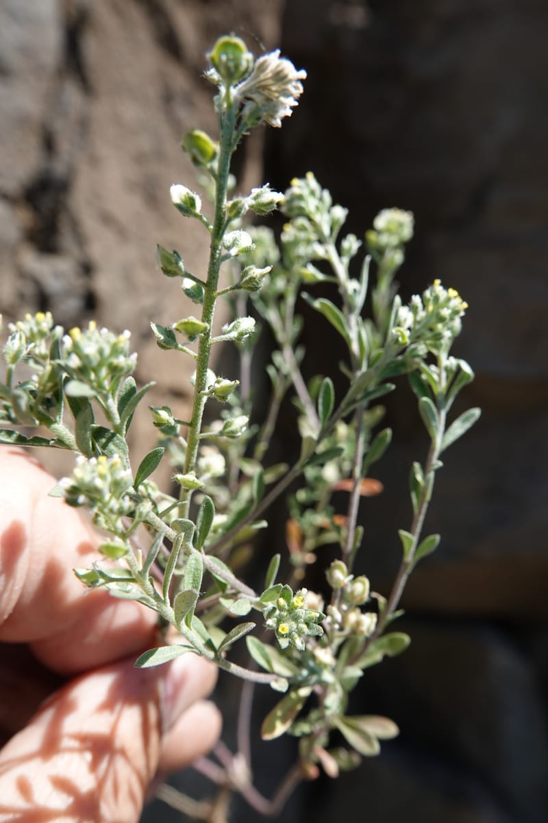 Alyssum alyssoides, C. Davidson 13796--Oregon. Union Co. Hwy 82, near summit. 6 Jun 2018. DSC05441 (66).JPG