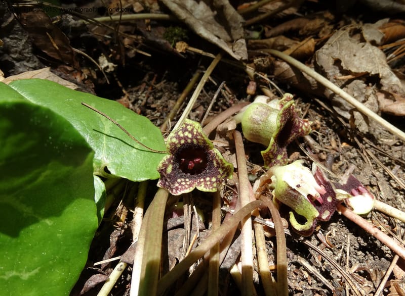 Asarum minus, Davidson, C 13010--Tennessee. Greene Co. Paint Rock, Paint Cr. 15 May 2016 (36).JPG