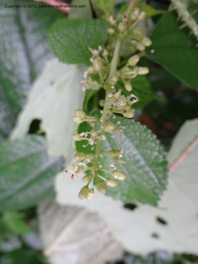 Vitis davidii, Davidson, C 12012--China. Anhui Prov. Huang Shan. 6 Jun 2012. DSC01928 (48).JPG
