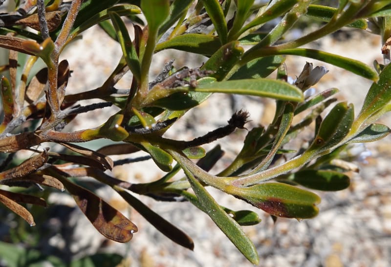 Conospermum nervosum, Davidson, C 13429--Australia. W.A. Green Head-Coorow Rd. Stop 2. 24 Oct 2016. DSC04873 (162).JPG