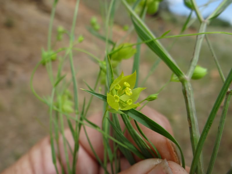 Bupleurum--Kurdistan. Tawailla. Stop 3. 22 May 2013. DSC04827 (4).JPG