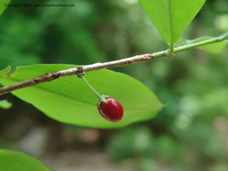 Erythroxylum havanense, R. Ramirez D. xx--MX. Jalisco. Res. Las Joyas, La Manzanilla. 1 Aug 2007. 053 (3).jpg