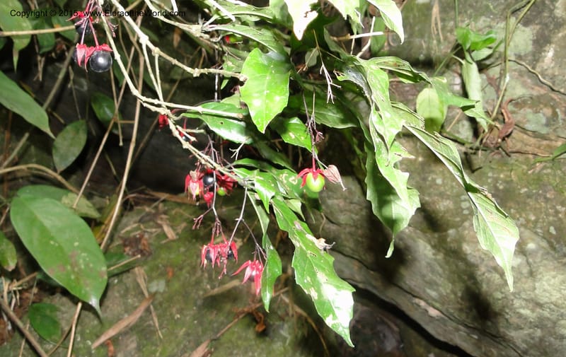 Clerodendrum, Regalado 1866--Viet Nam. Thac Kazan waterfall. 10 May 2011. 211 (1).jpg