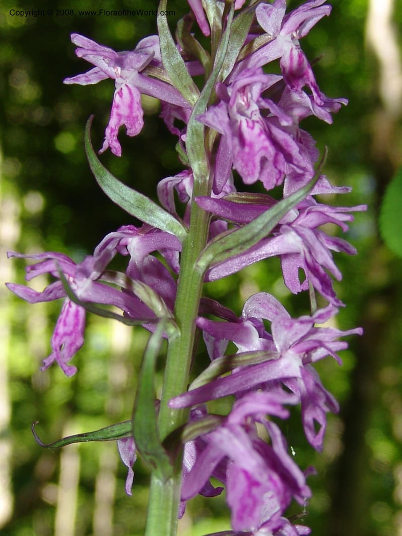 Dactylorhiza euxina--Georgia. Borjomi-Kharagauli Nat. Pk. 8  Jun 05. 125.jpg