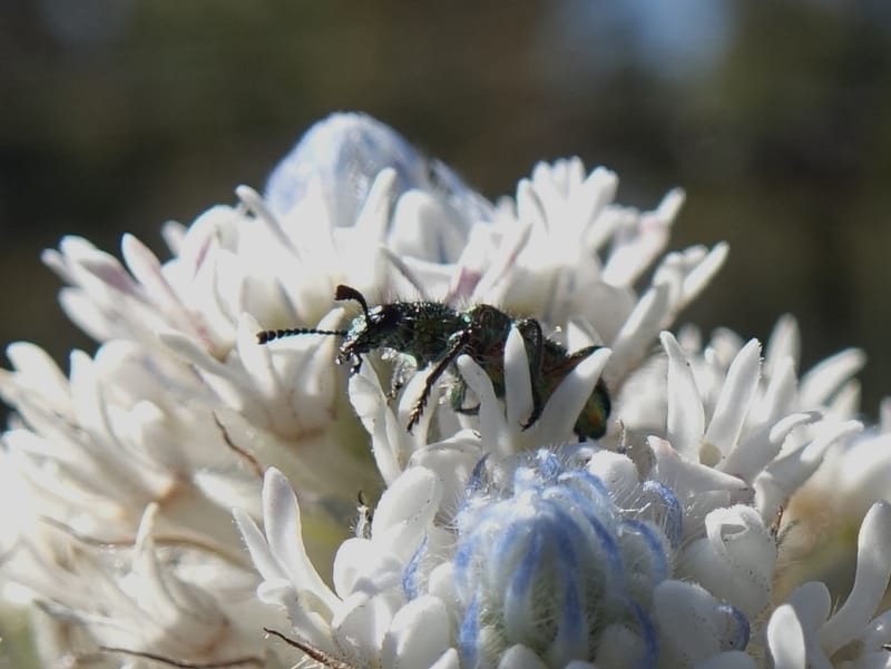 Isopogon dubius, C. Davidson 13384--Australia. W.A. Flora Rd. 22 Oct 2016. DSC03739 (188).JPG