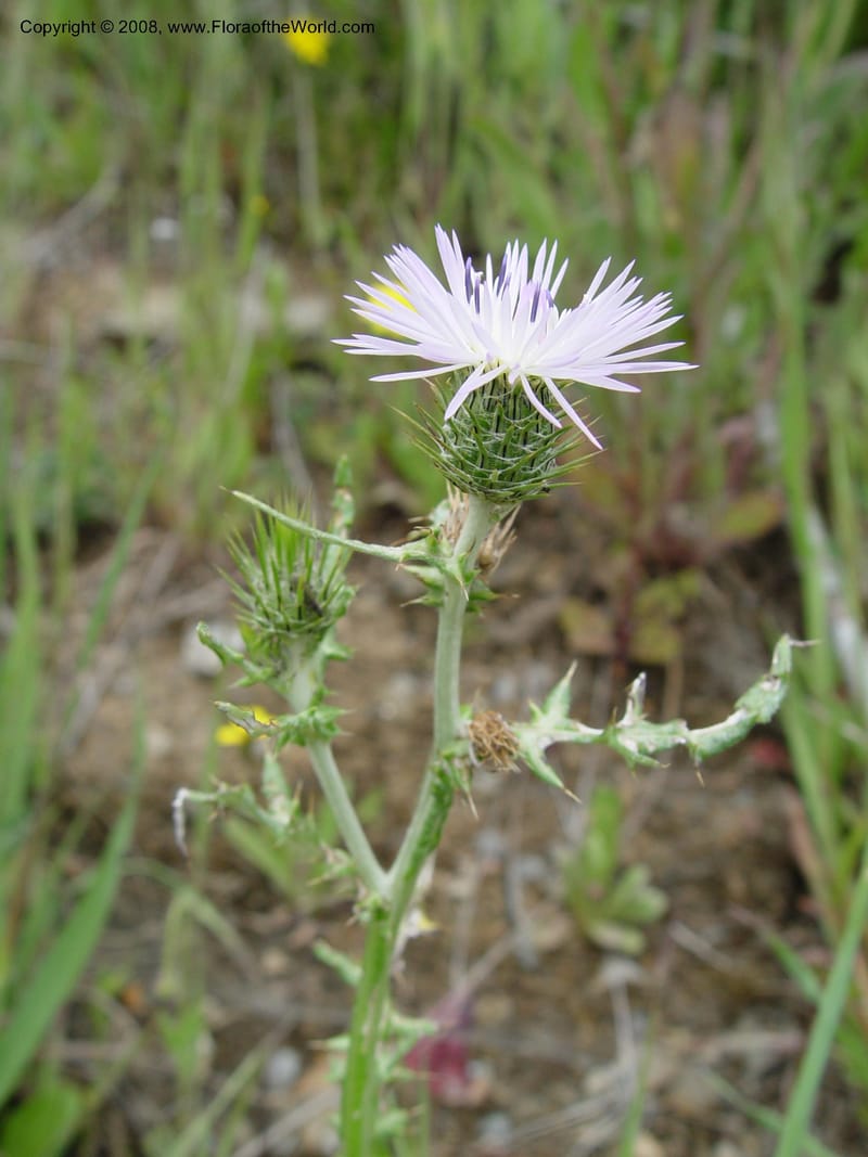 Galactites tomentosa--Spain. Prov. Granada. 6 km S Jct. Albondon-Albunol, C333. 15 Apr 04. 020.jpg
