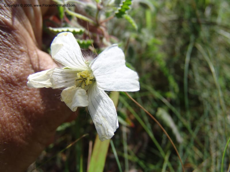 Monsonia praemorsa--So.Africa. E. Cape. Umtamvuna Nat. Res. 11 Mch 05. 314.jpg