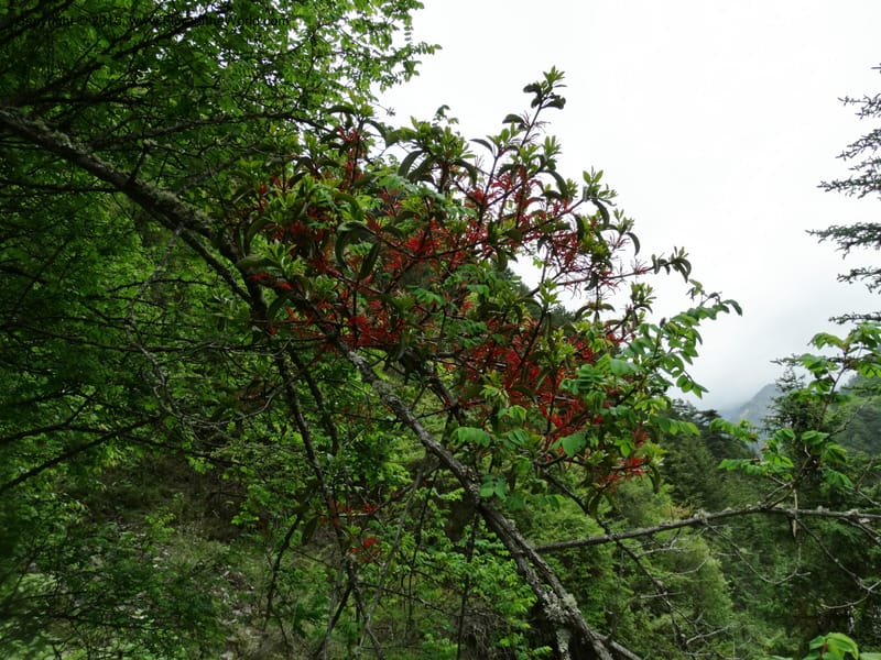 Taxillus delavayi, Boufford, D 43731--China. Sichuan. Taxillus stop. 14 May 2014. DSC06581 (79).JPG