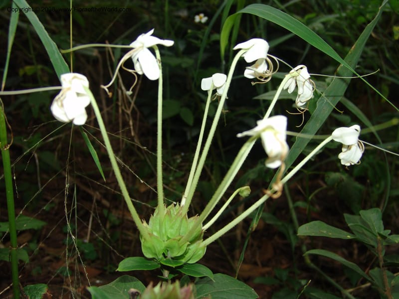 Clerodendrum zambesiacum cf, W4519--So. Afr. Mpumal. Karino, Whyte Thorne Gdn. 14 Mch 05. 126.jpg