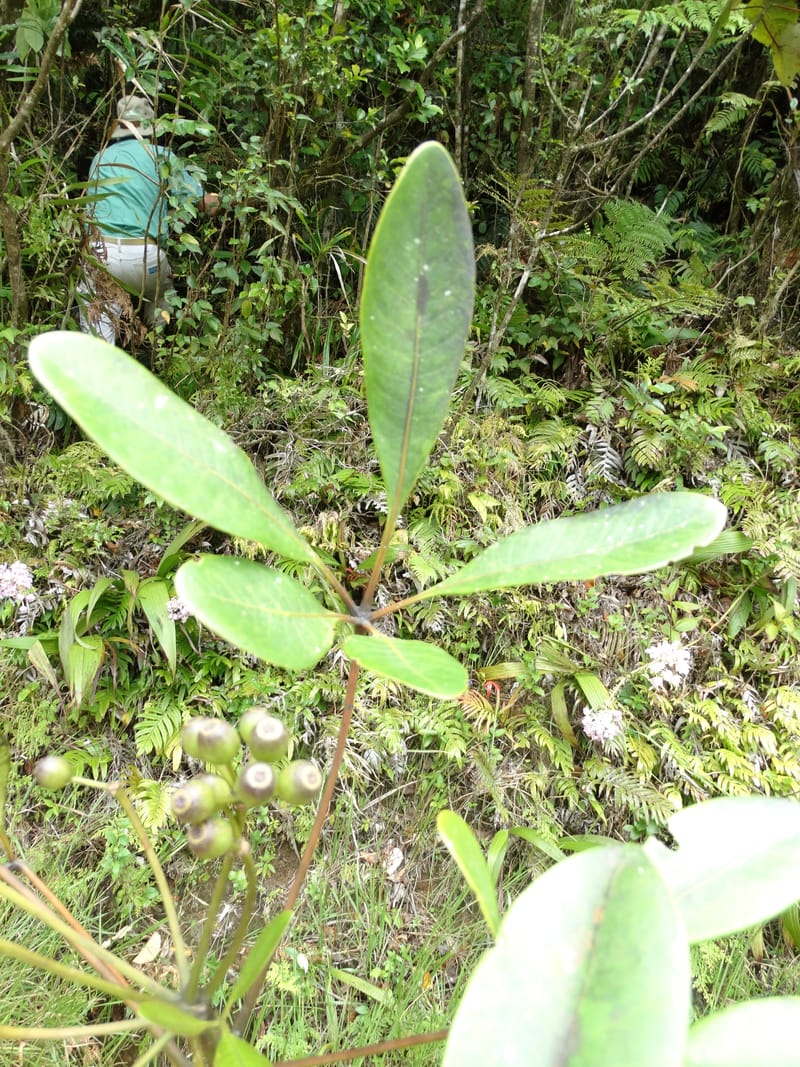 Plerandra grandiflora, Plunkett, G 3178-- Fiji. Delaikoro Mtn. 3 Nov 2015. DSC08393 (17).JPG